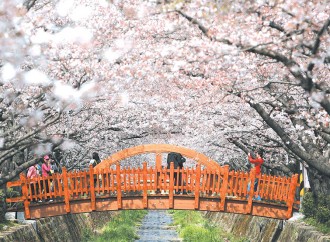 봄의 여왕, 진해 (鎭海)