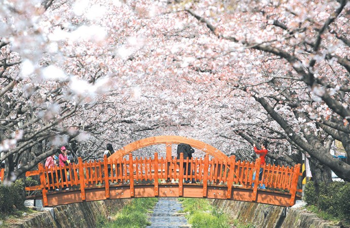 봄의 여왕, 진해 (鎭海)