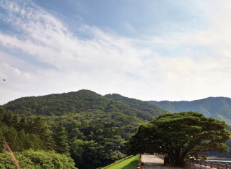 편백숲으로, 숲은 지친 나를 아버지의 손길로 쓰다듬어 준다 – 영화부산
